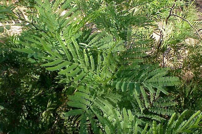 बबूल के स्वास्थ्य लाभ